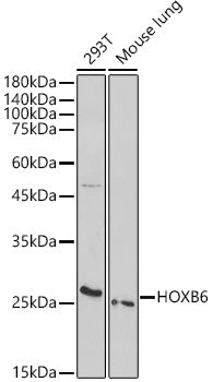 HOXB6 Rabbit pAb