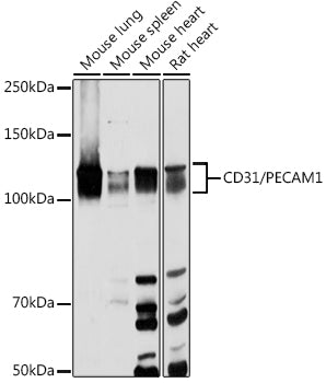 CD31/PECAM1 Rabbit pAb