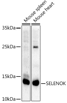 SELENOK Rabbit pAb