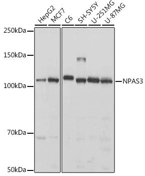 NPAS3 Rabbit pAb