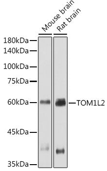 TOM1L2 Rabbit pAb