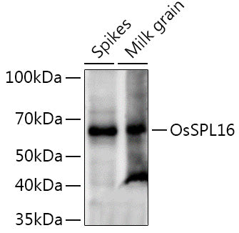 OsSPL16 Rabbit pAb
