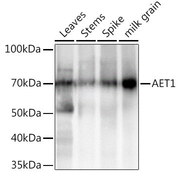 AET1 Rabbit pAb