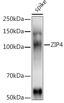ZIP4 Rabbit pAb