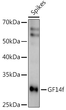 GF14f Rabbit pAb