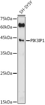 PIK3IP1 Rabbit pAb
