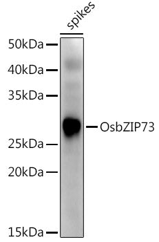 OsbZIP73 Rabbit pAb