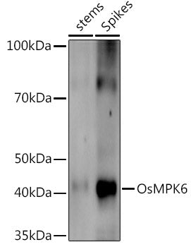 OsMPK6 Rabbit pAb