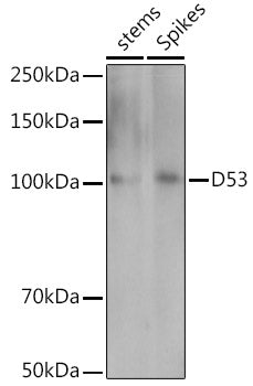 D53 Rabbit pAb