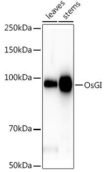 OsGI Rabbit pAb