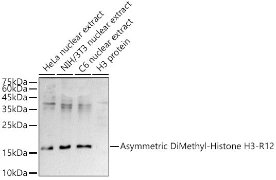 Asymmetric DiMethyl-Histone H3-R2 Rabbit pAb