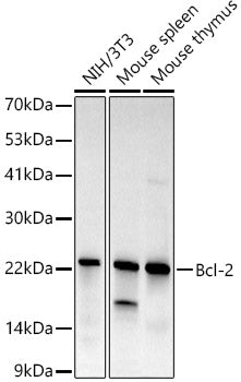 Bcl-2 Rabbit mAb