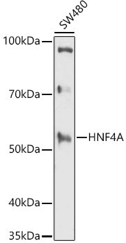 HNF4A Rabbit pAb