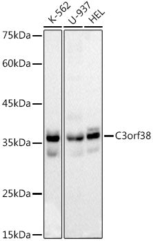 C3orf38 Rabbit mAb