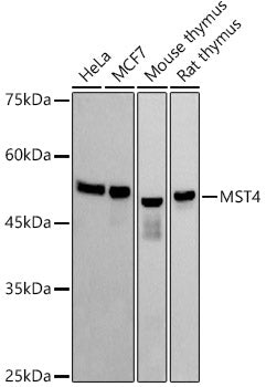 MST4 Rabbit mAb