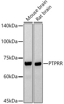PTPRR Rabbit mAb