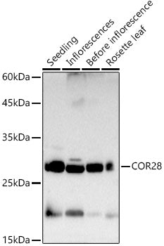 COR28 Rabbit pAb