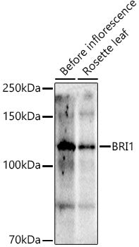 BRI1 Rabbit pAb
