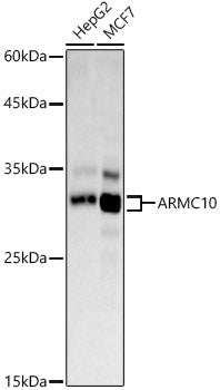 ARMC10 Rabbit pAb
