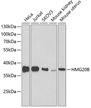 HMG20B Rabbit pAb