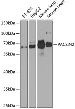 PACSIN2 Rabbit pAb