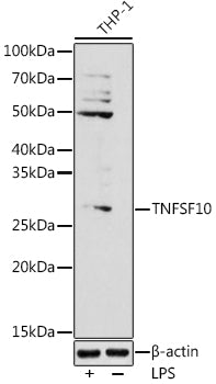 TNFSF10 Rabbit pAb