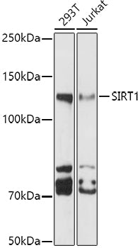 SIRT1 Rabbit pAb