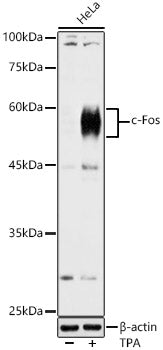 c-Fos Rabbit pAb
