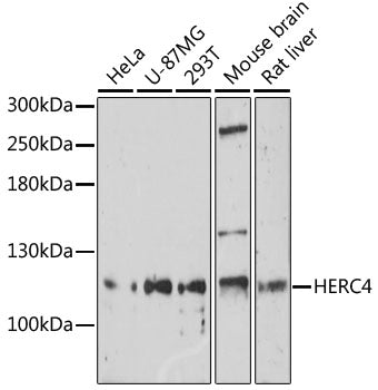 HERC4 Rabbit pAb