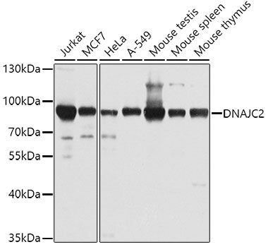 DNAJC2 Rabbit pAb
