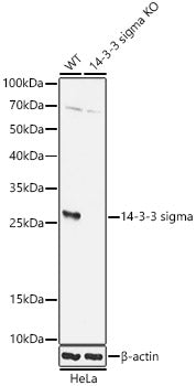 [KO Validated] 14-3-3 sigma Rabbit pAb