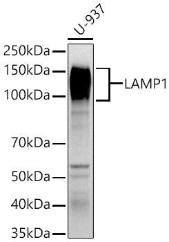 LAMP1 Rabbit pAb