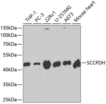 SCCPDH Rabbit pAb