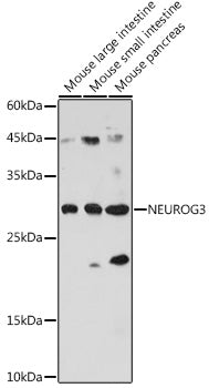 NEUROG3 Rabbit pAb