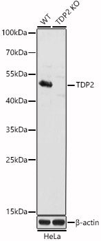 [KO Validated] TDP2 Rabbit pAb