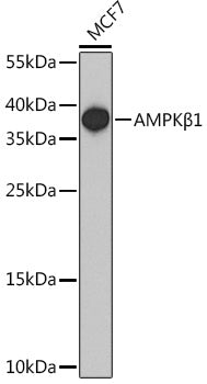 AMPKβ1 Rabbit pAb