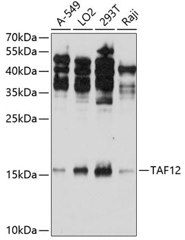 TAF12 Rabbit pAb