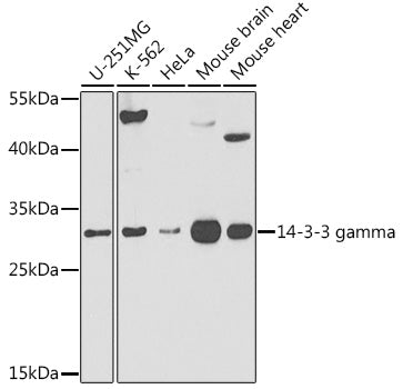 14-3-3 gamma Rabbit pAb