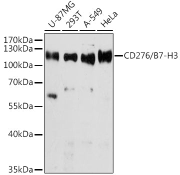 CD276/B7-H3 Rabbit pAb