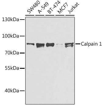 Calpain 1 Rabbit pAb
