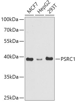 PSRC1 Rabbit pAb