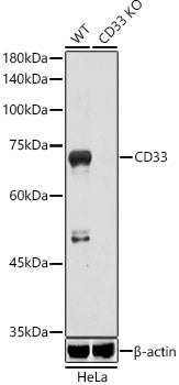 [KO Validated] CD33 Rabbit pAb