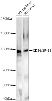 CD36/SR-B3 Rabbit pAb