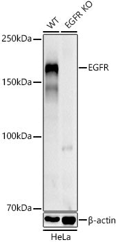 [KD Validated] EGFR Rabbit pAb