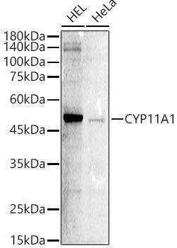 CYP11A1 Rabbit pAb