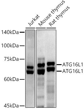 ATG16L1 Rabbit pAb