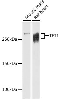 TET1 Rabbit pAb