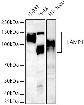 LAMP1 Rabbit pAb