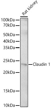 Claudin 1 Rabbit pAb