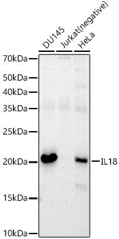 IL18 Rabbit mAb